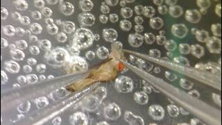 Adult Drosophila brain dissection example D （4K）果蝇大脑显微解剖 示例四 [upl. by Shanon376]