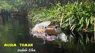 MUSIM IKAN TOMAN SUDAH TIBA MANCING TOMAN DI SUNGAI AIR HITAM BER TUBI TUBI SAMBARAN NYA [upl. by Akemhs478]