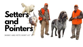 Setters and Wirehaired Pointers Hunt Quail for Bobby and Pete at Little “q” Ranch [upl. by Sigismondo371]