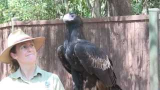 Wedge tail Eagle Aquila audax at Territory Wildlife Park NT Australia [upl. by Eldreda630]