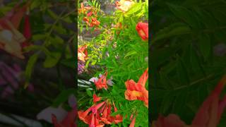 Tecoma Flowers 🌼🌼  Beautiful Flowers 🌼🌼 tecoma flowerslove flowers flowersvideo shortvideo [upl. by Nojram]