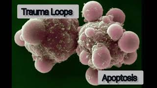 Trauma Loops — Apoptosis [upl. by Garmaise]