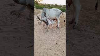 Cow Born New Baby in Jungle  Rare and Precious Moment [upl. by Noni]