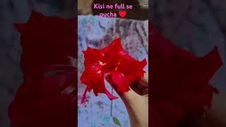 Kisi ne  full se  pucha  viral video  short [upl. by Dicky]