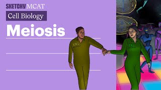 Meiosis Explained Process Stages amp Genetic Diversity Full Lesson  Sketchy MCAT [upl. by Micro]