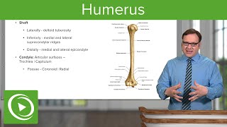 Humerus Characteristics amp Parts – Anatomy  Lecturio [upl. by Flann]