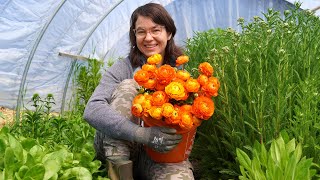 Roadside Stand Makeover 💐 Ranunculus Season Begins [upl. by Ysor]