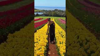 Table Cape Tulip Farm amp Stanley Tasmania australia travel aussievlogssinhala tasmania [upl. by Ammamaria631]