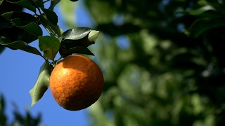 Cultivo de la Mandarina Una “Gloria” en Valparaíso  TvAgro por Juan Gonzalo Angel [upl. by Corder838]