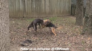 🤦🏾‍♂️ 1st fight on the yard 😡 dog pitbull germanshepherd dogfight 4tb gamedogs [upl. by Enitsirhc]