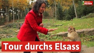 Das Elsass entdecken  eine Tour von Eguisheim über Colmar bis zur Hochkönigsburg Spar mit Reisen [upl. by Eelrahs]