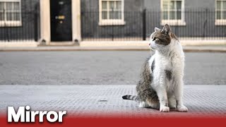 Downing Street Larry the Cat may be seriously ill [upl. by Aitrop875]