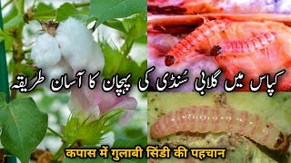 HOW TO FIND OUT AND IDENTIFY ATTACK OF PINK BOLLWORM IN COTTON CROP [upl. by Santini]