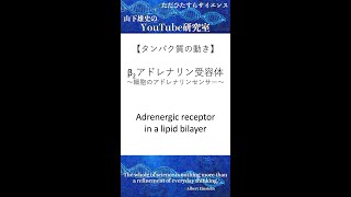 【タンパク質の動き】β2アドレナリン受容体〜細胞のアドレナリンセンサー〜 Adrenergic receptor in a lipid bilayer [upl. by Ced]