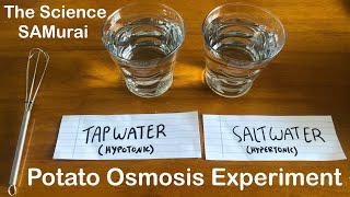 Potato Osmosis Experiment Hypotonic vs Hypertonic Solutions  The Science SAMurai [upl. by Ligriv]