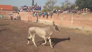 La Nopalera Michoacan Fiesta Patronal 2017 [upl. by Orutra]