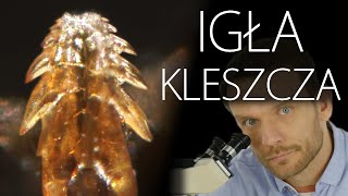 Igła kleszcza pod mikroskopem badawczym [upl. by Oicnecserc]