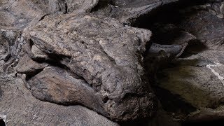 Worlds bestpreserved armoured dinosaur fossil now on display [upl. by Ynnal]