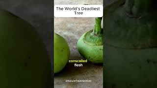 The Worlds Most Poisonous Tree manchineel shorts [upl. by Laerol485]