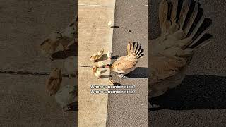 Baby Chickens at Koke’s Lodge chicken baby animals chick cute [upl. by Nosirrah]