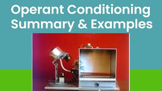 Operant Conditioning In Psychology BF Skinner Theory [upl. by Hanahs]