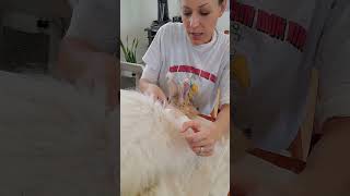 No need to rush shearing your angora rabbit  A smooth shearing for you and your rabbit rabbit [upl. by Shah]