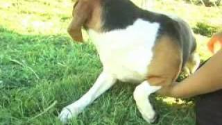 Beagles rescued from bankrupt laboratory [upl. by Salita]