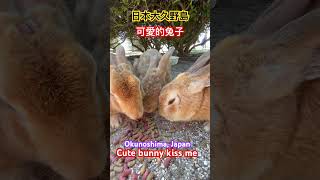 日本大久野島（毒氣島）兔子Rabbit on Okunoshima Poison Gas Island Japan [upl. by Uella]