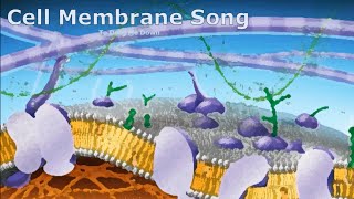 Cell Membrane Song To Drag Me Down [upl. by Emie]