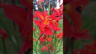 Crocosmia  My New Perennial Plant 😊 [upl. by Neesay624]