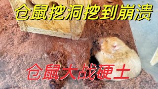 仓鼠太顽皮怎么办？在土上动点手脚，仓鼠挖洞挖到崩溃 [upl. by Eimmak]