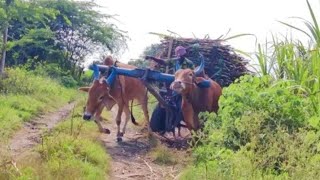 Bullock Cart Ride  Bullock Cart Race [upl. by Bogart]