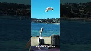 🇦🇺 Short Point Beach Merimbula NSW Australia 10212024 [upl. by Hylan]