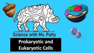 Prokaryotic and Eukaryotic Cells  Biology [upl. by Yasnil583]