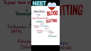 BLOOD CLOTTING  FACTOR  MECHANISM bloodclotting shorts neet [upl. by Naujaj]