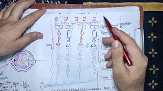 guyton chapter 51 part 3 Rhodopsin retinal visual cycle Reformation of rhodopsin night blindness [upl. by Arerrac]