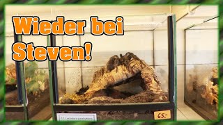 Arachnida überfallen und Schönheiten abgreifen  Einzug  Mega Tiere [upl. by Anailli]