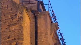 Le tournage des oiseaux 2 à la collégiale de Castelnaudary Partie 2 [upl. by Fein]