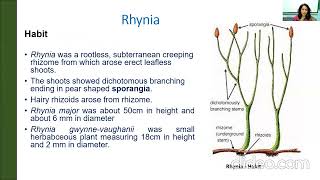 Rhynia  Fossil pteridophyte [upl. by Nyladnor941]