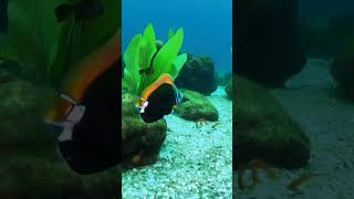 Butterflyfish Stock Video ai video fish stockfootage marineanimals yt [upl. by Eednil]