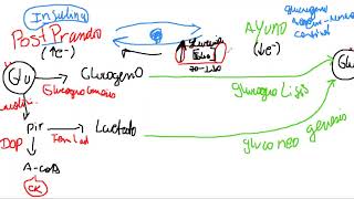 Bioquimica  metabolismo de carbohidratos en 5 minutos [upl. by Glory696]