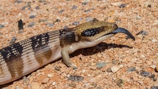 BlueTongued Skinks The Chubby Stubby Lizards of Australia [upl. by Aylsworth]