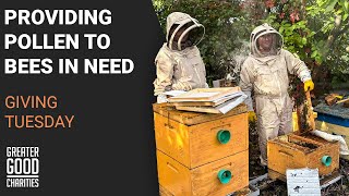 GivingTuesday Providing Pollen to Bees in Need [upl. by Harrow]