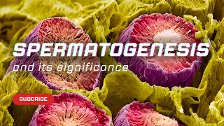 Spermatogenesis and its significance  Embryology [upl. by Yenttihw]