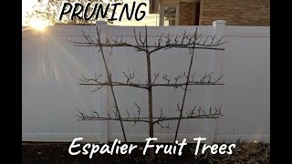 How to Prune Espalier Fruit Trees [upl. by Adnoek]