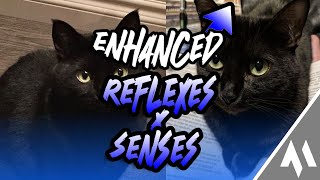 ᴇɴʜᴀɴᴄᴇᴅ ꜱᴇʀɪᴇꜱ ‣ Enhanced Reflexes amp Heightened Senses 🐈 Subliminal 𝐜𝐚𝐥𝐦 𝐯𝐞𝐫𝐬 [upl. by Leyes]