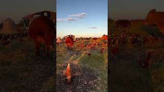 Golden Hour at Shirttail Creek Farm [upl. by Eliades2]