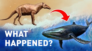 Why Is Whale Evolution So Weird [upl. by Sucram]