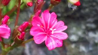 Lewisia cotyledon [upl. by Saberio779]