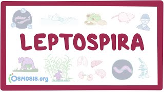 Leptospira  an Osmosis Preview [upl. by Wulf]